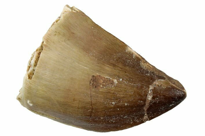 Fossil Mosasaur (Thalassotitan) Tooth - Morocco #333066
